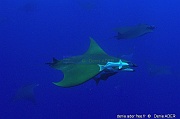 Remora albescens Mobula tarapacana diab-Mobula tarapacana diable de mer Acores St Maria Ambrosio-3m-20170822-DA-DSC_0109_tn_tn